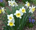 Narcissus daffodils bloom in the flowerbed Royalty Free Stock Photo