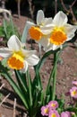 Three white daffodils growing out of the ground macro photography Royalty Free Stock Photo