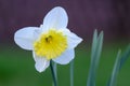 Spring narcissus flower, close-up of white narcissus flower blooming in a garden Royalty Free Stock Photo