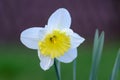 Spring narcissus flower, close-up of white narcissus blooming in a garden in spring Royalty Free Stock Photo