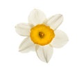 Spring narcissus flower