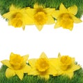 Spring Narcissus Flowers Border. Royalty Free Stock Photo