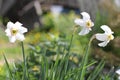 Spring Narcissus Flowers In Green Grass Royalty Free Stock Photo