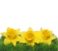 Spring Narcissus Flowers. Yellow Daffodils Royalty Free Stock Photo