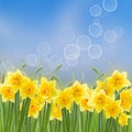 Spring narcissus garden Royalty Free Stock Photo