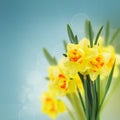 Spring narcissus garden Royalty Free Stock Photo