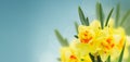 Spring narcissus garden Royalty Free Stock Photo