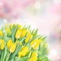 Spring narcissus garden Royalty Free Stock Photo