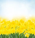 Spring narcissus garden Royalty Free Stock Photo