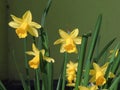 Spring narcissus Royalty Free Stock Photo