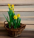 Spring narcissus in a rustic wicker basket on wooden background