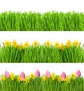 Spring narcissus tulip flowers. Green grass water drops Royalty Free Stock Photo