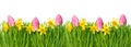 Spring narcissus tulip flowers green grass water drops Royalty Free Stock Photo