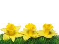 Spring Narcissus. Yellow Daffodils on green grass Royalty Free Stock Photo