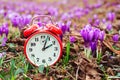 Spring natural background with first flowers. Blooming crocus flowers. Spring time change background Royalty Free Stock Photo