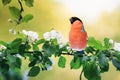 Spring natural background with little cute red bird bullfinch sitting in may garden on a branch of flowering Apple tree with white Royalty Free Stock Photo
