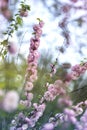 Spring natural background with pink flowering spring blossom, gr Royalty Free Stock Photo