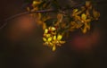 Spring natural background, small yellow flowers, blurred image, shallow depth of field