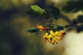 Spring natural background, small yellow flowers, blurred image, shallow depth of field