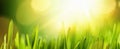 Spring Natural Background With Sun Royalty Free Stock Photo