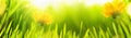 Spring Natural Background With Sun Royalty Free Stock Photo