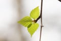 Spring natural background with young birch leaves Royalty Free Stock Photo