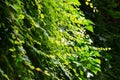 Spring natural blurred background with green leaves on tree branch, copy space, defocused Royalty Free Stock Photo