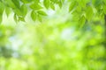 Spring natural blurred background with green leaves on tree branch, copy space, defocused