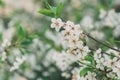 spring natural floral banner, blossoming orchards of apple and cherry trees on green background Royalty Free Stock Photo