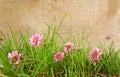 Spring natural green grass on white with flowers