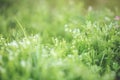 Spring and nature abstract background concept, Close-up green grass field with blurred park and sunlight Royalty Free Stock Photo