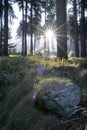 Spring Nature background. Beautiful forest at sunrise with a big lensflare and grass in the foreground. Bavarian Forest Royalty Free Stock Photo