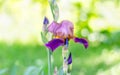Spring nature background with beautiful iris flower in the center. Royalty Free Stock Photo