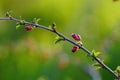 Spring Nature Background with blooming almond tree, Blossom of the tree as the sign of spring time, selective focus