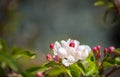Spring nature background. Blooming, blossoming tree branch, natural blurry background. Pink and white flowers, buds. Springtime. C