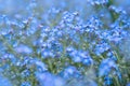 Spring nature background with blue forget-me-not flowers Royalty Free Stock Photo