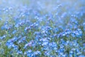 Spring nature background with blue forget-me-not flowers. Myosotis sylvatica, arvensis or scorpion grasses Royalty Free Stock Photo