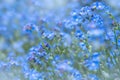 Spring nature background with blue forget-me-not flowers. Myosotis sylvatica, arvensis or scorpion grasses