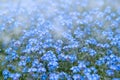 Spring nature background with blue forget-me-not flowers Royalty Free Stock Photo