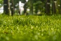 Spring and nature background concept, Close up green grass field and leaf with blurred park and sunlight Royalty Free Stock Photo