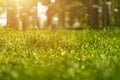 Spring and nature background concept, Close up green grass field and leaf with blurred park and sunlight Royalty Free Stock Photo