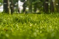 Spring and nature background concept, Close up green grass field and leaf with blurred park and sunlight Royalty Free Stock Photo