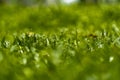 Spring and nature background concept, Close up green grass field and leaf with blurred park and sunlight Royalty Free Stock Photo