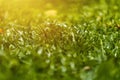 Spring and nature background concept, Close up green grass field and leaf with blurred park and sunlight Royalty Free Stock Photo