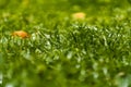 Spring and nature background concept, Close up green grass field and leaf with blurred park and sunlight Royalty Free Stock Photo