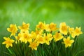 Spring Nature background with Daffodil Flowers Royalty Free Stock Photo