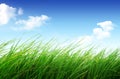 Spring nature background with grass and blue sky. Royalty Free Stock Photo