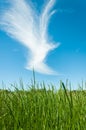 Spring nature background with grass and blue sky in the back. Cloud shaped bird Royalty Free Stock Photo