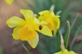 Spring Nature Background. Narcissus. Ladybird On A Yellow Flower