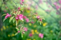 Spring nature background with pink blossom flower